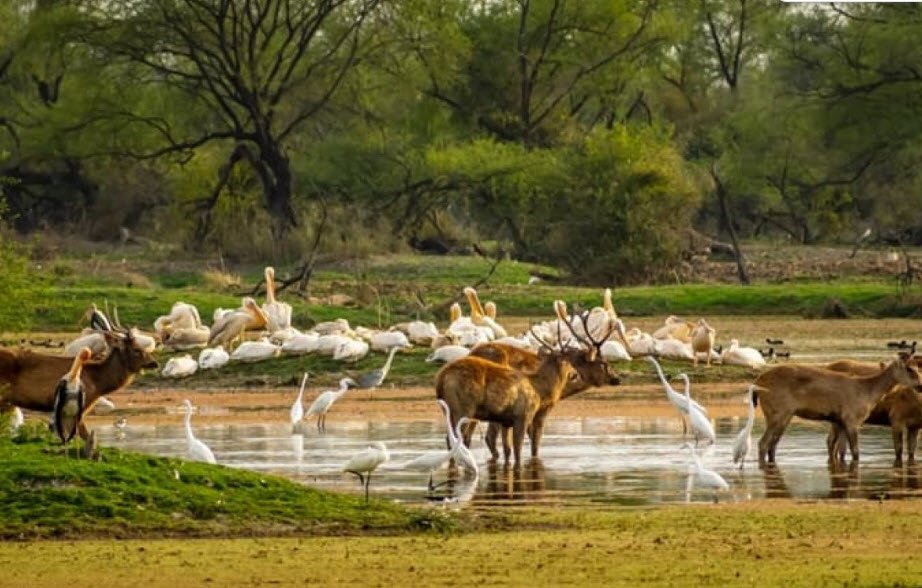 Mount Abu Wildlife Sanctuary